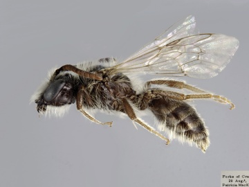 [Andrena canadensis male thumbnail]